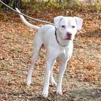 Thumbnail photo of DA 12 Dollar #1