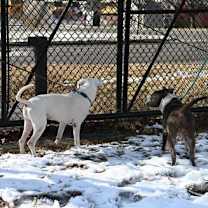 Thumbnail photo of DA 12 Dollar #2