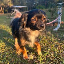 Thumbnail photo of Cocoa #2