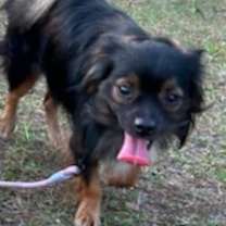 Thumbnail photo of Cocoa #3