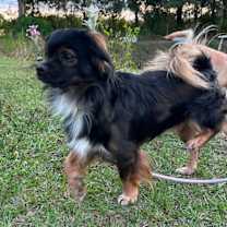 Thumbnail photo of Cocoa #4