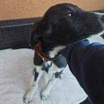 Thumbnail photo of Jax #1