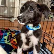 Thumbnail photo of Jax #3