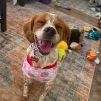 Thumbnail photo of WI/Maple #1