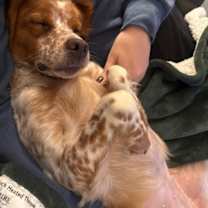 Thumbnail photo of WI/Maple #2