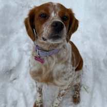 Thumbnail photo of WI/Maple #3