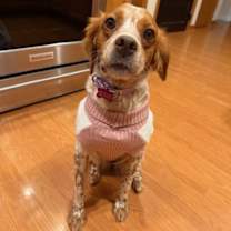 Thumbnail photo of WI/Maple #4