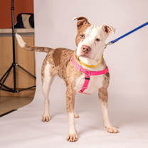 Thumbnail photo of Abraham #1