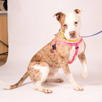 Thumbnail photo of Abraham #2