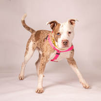 Thumbnail photo of Abraham #3