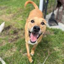 Thumbnail photo of Mowgli #1