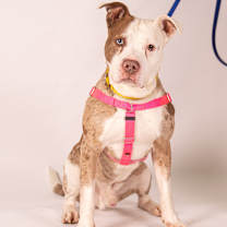 Thumbnail photo of Abraham #4