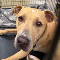 Thumbnail photo of Yeller FOSTER OR ADOPTER NEEDED #1