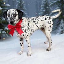 Thumbnail photo of Skelly #1