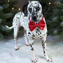 Thumbnail photo of Skelly #2