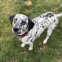 Thumbnail photo of Skelly #4