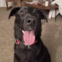 Thumbnail photo of Milo #2