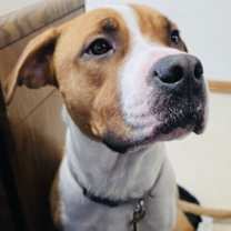 Thumbnail photo of Casey #3