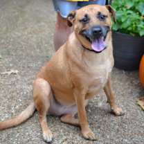 Thumbnail photo of Goldie #1