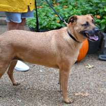 Thumbnail photo of Goldie #2