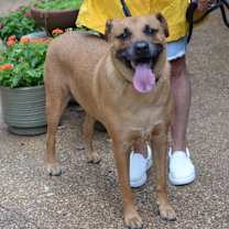 Thumbnail photo of Goldie #3