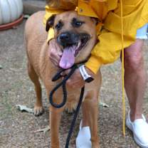 Thumbnail photo of Goldie #4