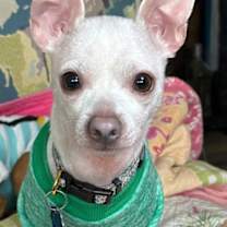 Thumbnail photo of DAKOTA #4