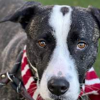 Thumbnail photo of Elliot #4