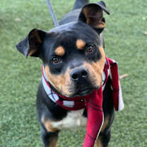 Thumbnail photo of Gentleman #2