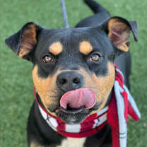 Thumbnail photo of Gentleman #3