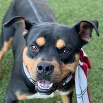 Thumbnail photo of Gentleman #4