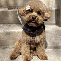 Thumbnail photo of Archie #1