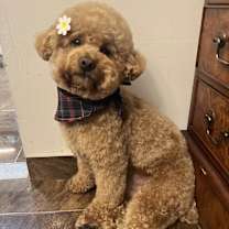 Thumbnail photo of Archie #3