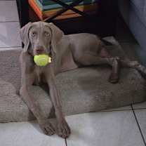 Thumbnail photo of Stassi #2