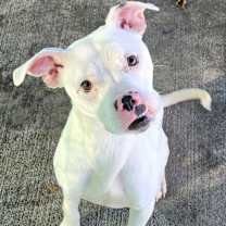 Thumbnail photo of Pearl! Pretty Girl! #2