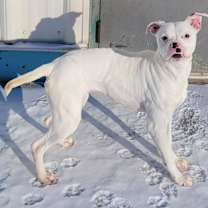 Thumbnail photo of Pearl! Pretty Girl! #3