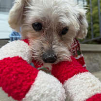 Thumbnail photo of Milo #4