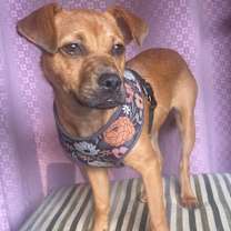 Thumbnail photo of Gigi #2