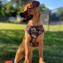 Thumbnail photo of Gigi #3