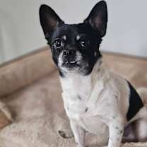 Thumbnail photo of Rio #3