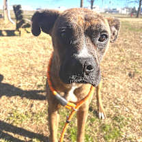 Thumbnail photo of Mayweather #1