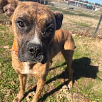 Thumbnail photo of Mayweather #2