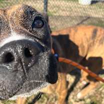 Thumbnail photo of Mayweather #3