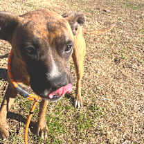 Thumbnail photo of Mayweather #4