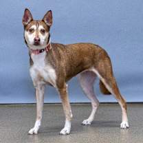 Thumbnail photo of Hinata #1