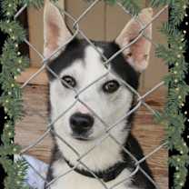 Thumbnail photo of Hudson #1