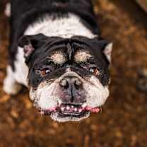 Thumbnail photo of Trey #2