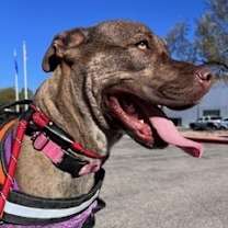 Thumbnail photo of Choco #4