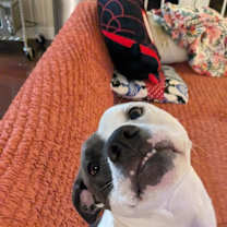 Thumbnail photo of Rosie #2