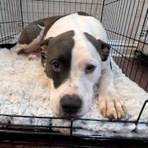 Thumbnail photo of Rosie #3